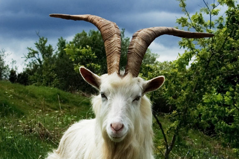 1024px-Irish_Goat copia