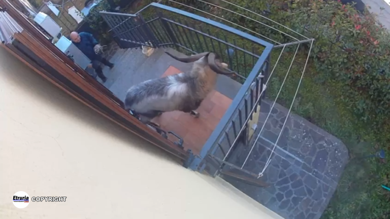 vasanello e il becco ribelle
