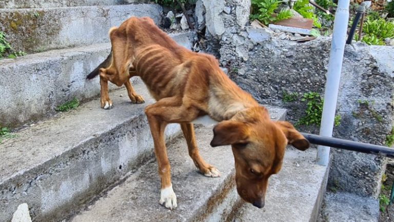 cani maltrattati