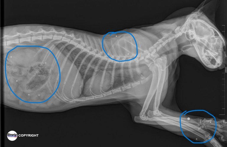 gatto radiografia pallini