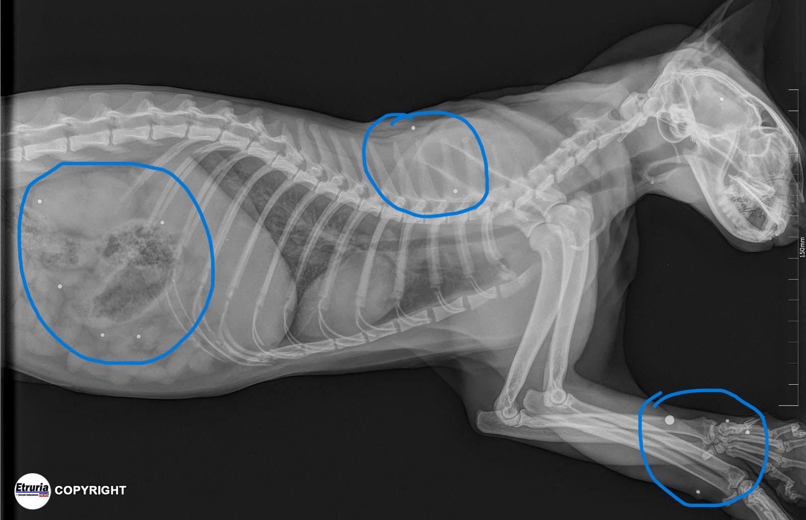 gatto radiografia pallini