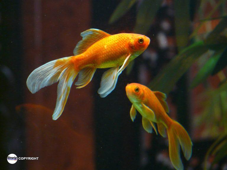 pesce rosso