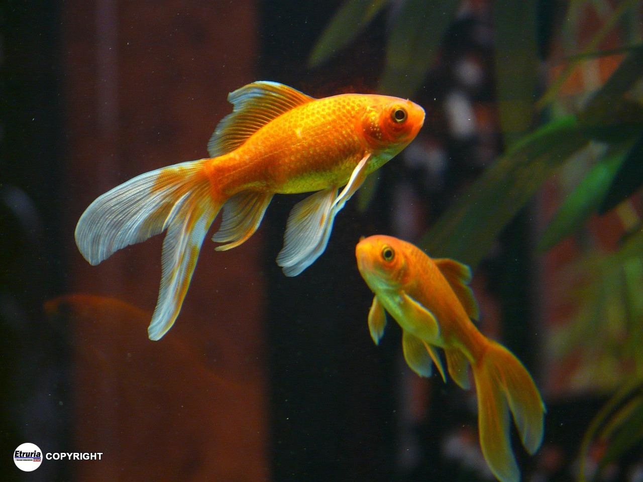 pesce rosso
