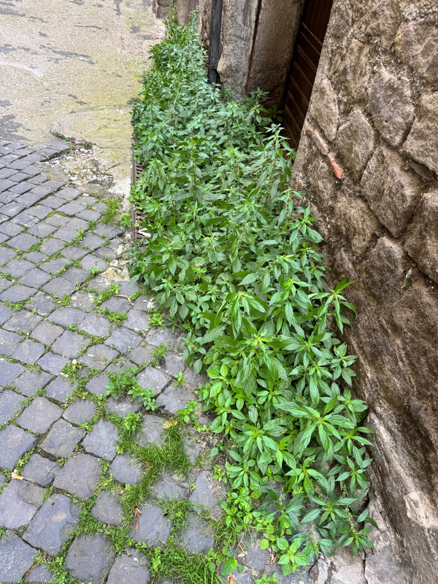 degrado_cunicchio_3