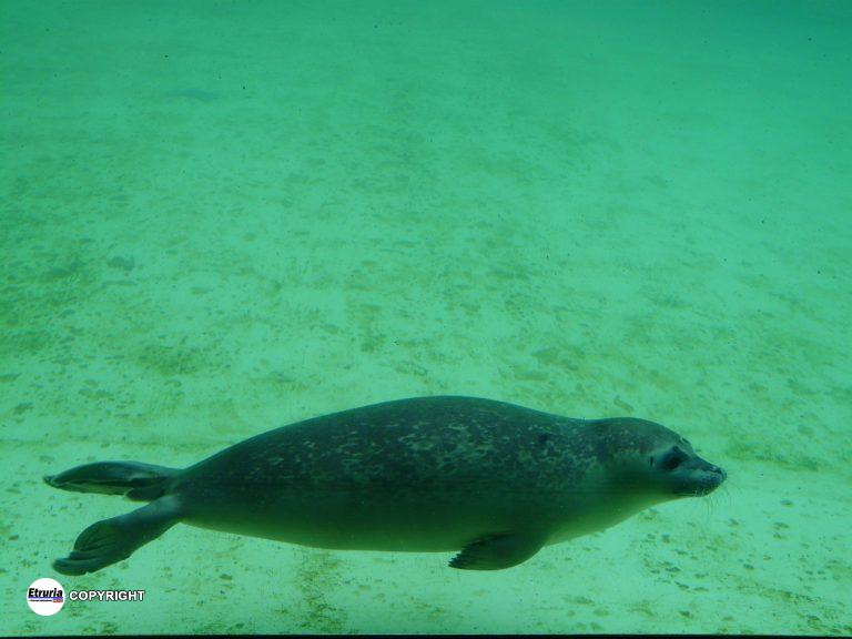 foca 45