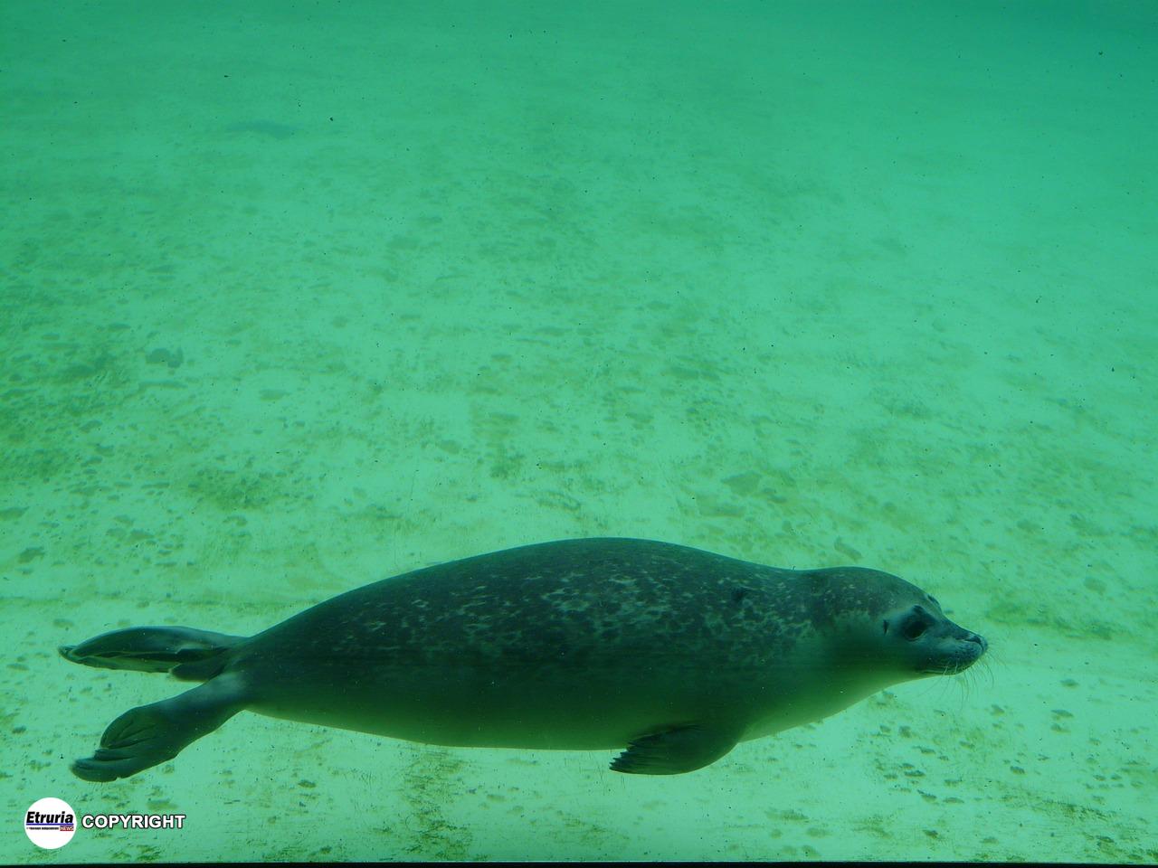 foca 45