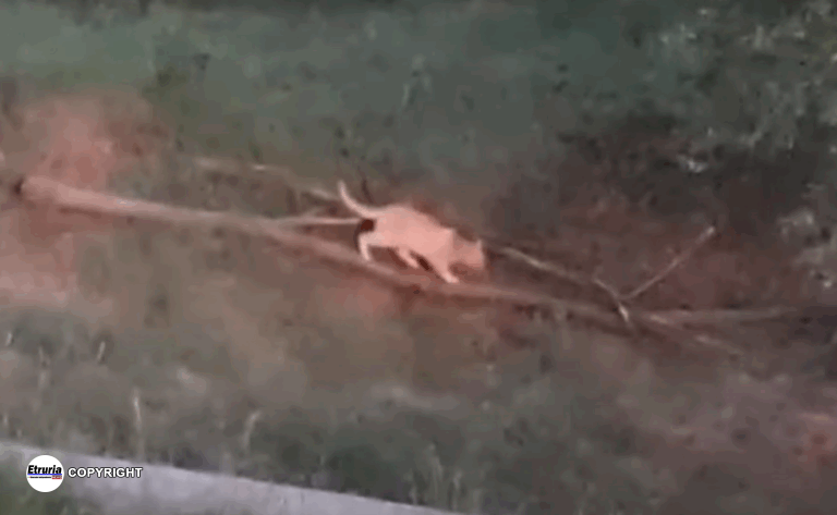 felino ascoli