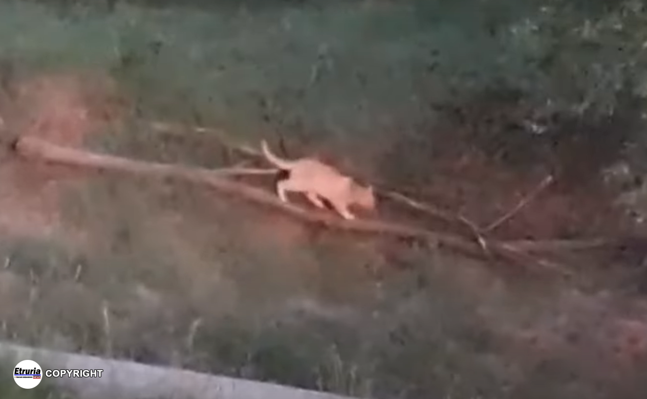 felino ascoli