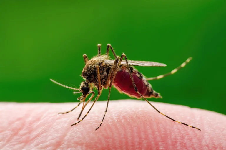 west-nile-virus-zanzara
