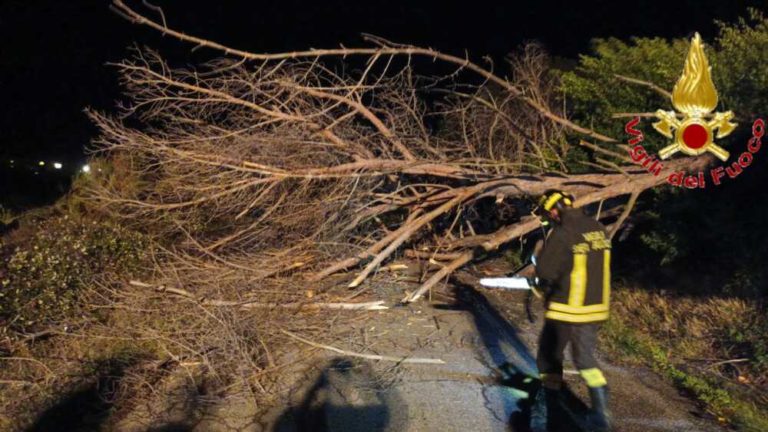 albero-caduto-santa-marinella-vvf-vigili-fuoco-pompieri