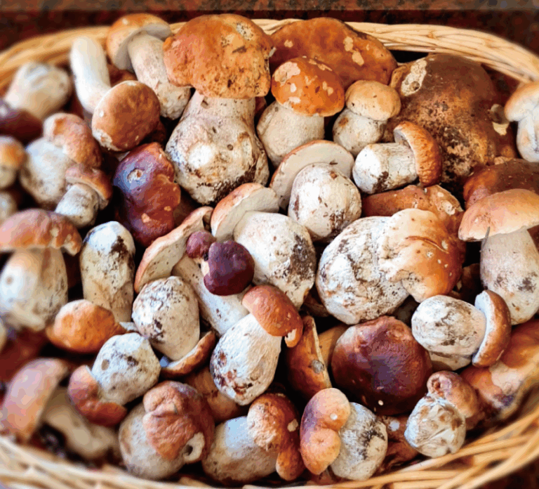 funghi porcini