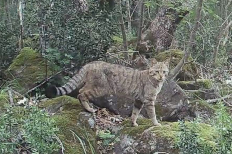 gattoselvatico copia
