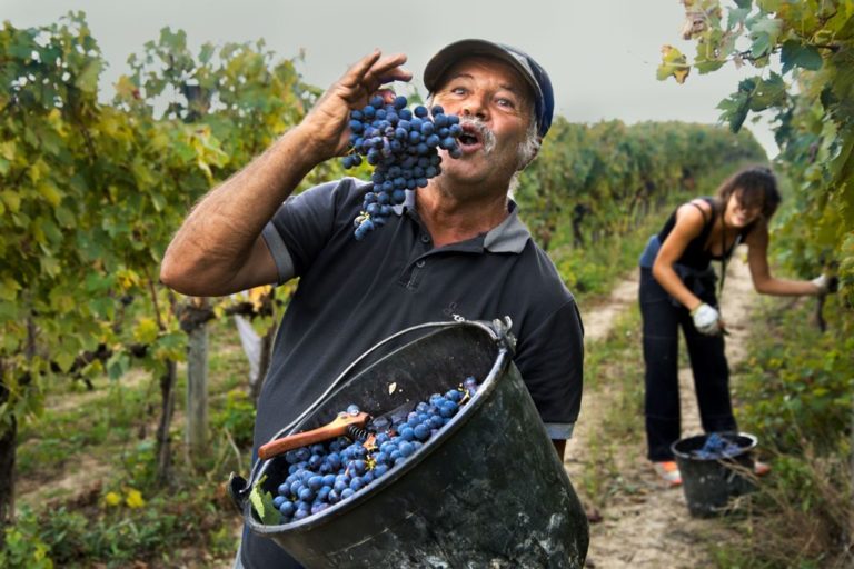 3. Uomo fa finta di mangiare uva in una vigna. Montefalco, Umbria, Italia, 2014 ©Steve McCurry (1)