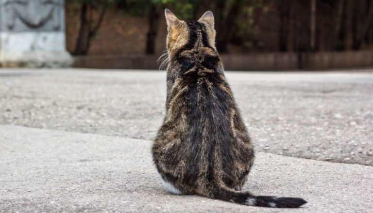 perché-il-gatto-da-le-spalle-1