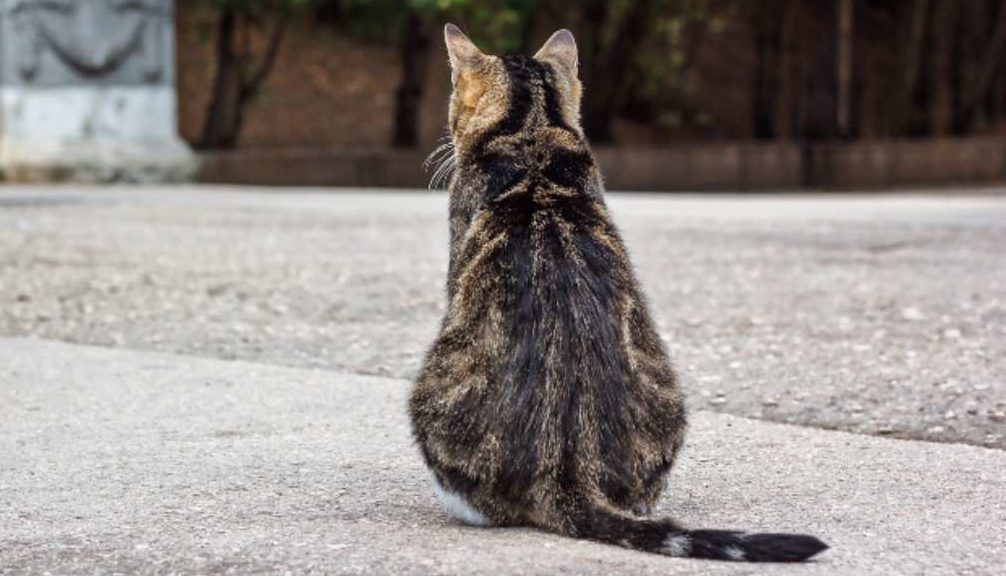 perché-il-gatto-da-le-spalle-1