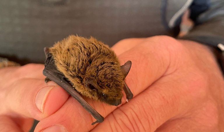 pipistrello_2