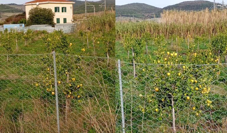 limonia santa severa