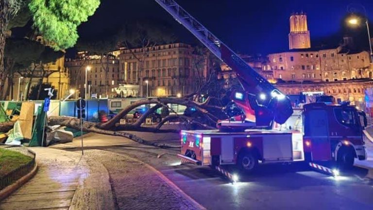 Pino caduto Fori Imperiali Roma