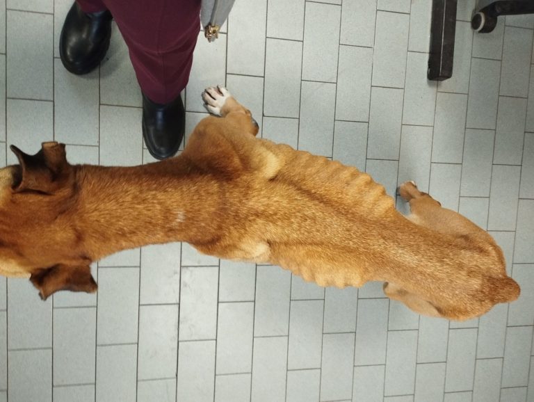 cane