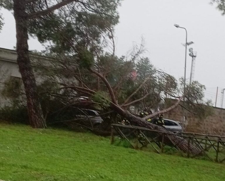 albero caduto