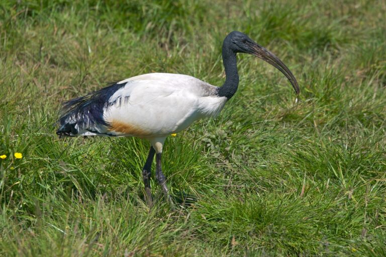 ibis sacro