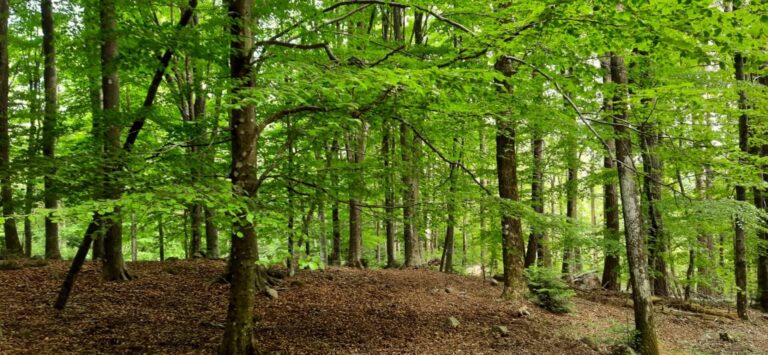 patrimonio forestale unione