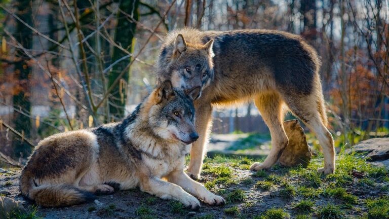 Canis_lupus