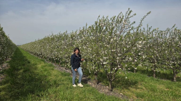 L'agronoma Fabiola Fontana nel mandorleto