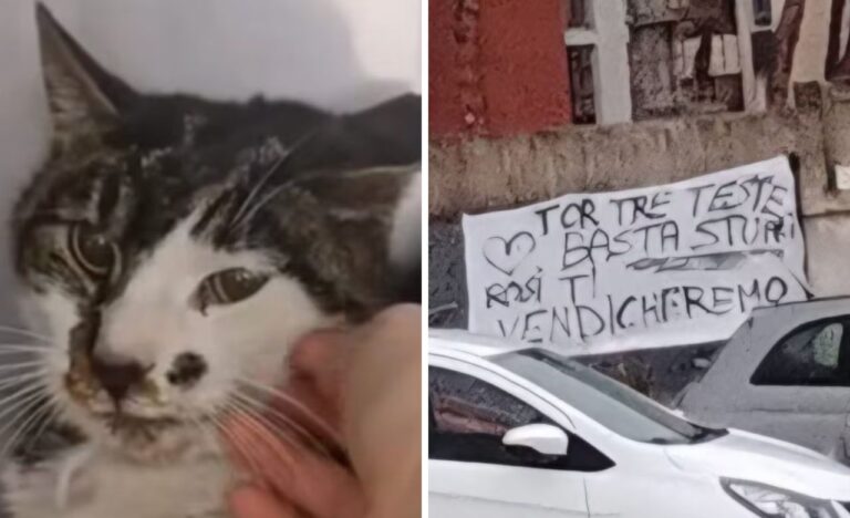 gattina tor tre teste rosi