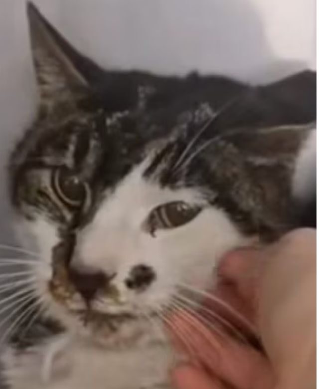 gattina tor tre teste rosi