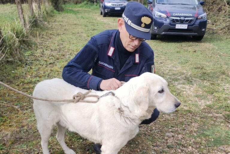 FORESTALE - Arresto per uccisione di animale