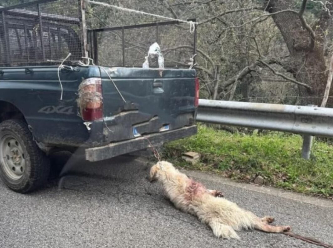 cane strascinato cosenza