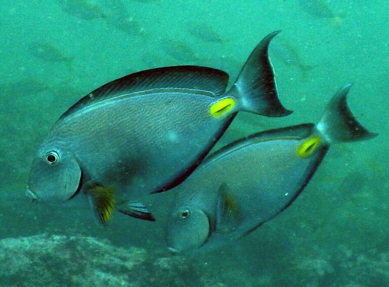 pesce chirurgo