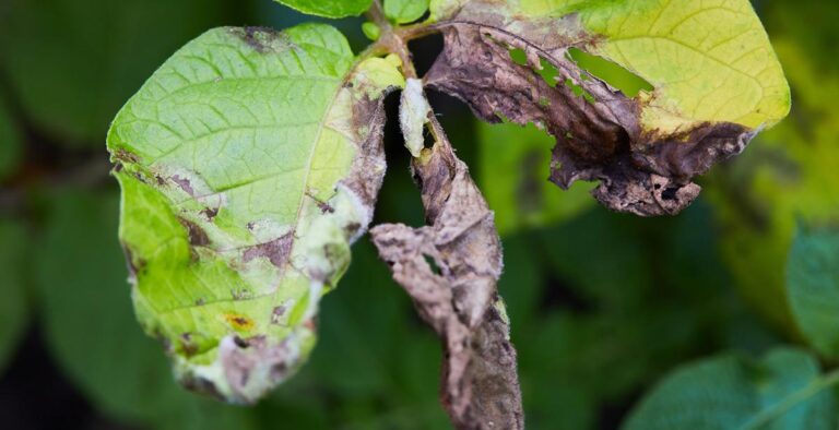 piano-azione-contro-diffusione-di-xylella-fastidiosa-lazio