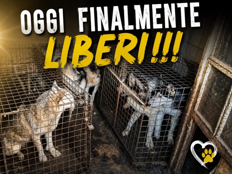 husky liberi