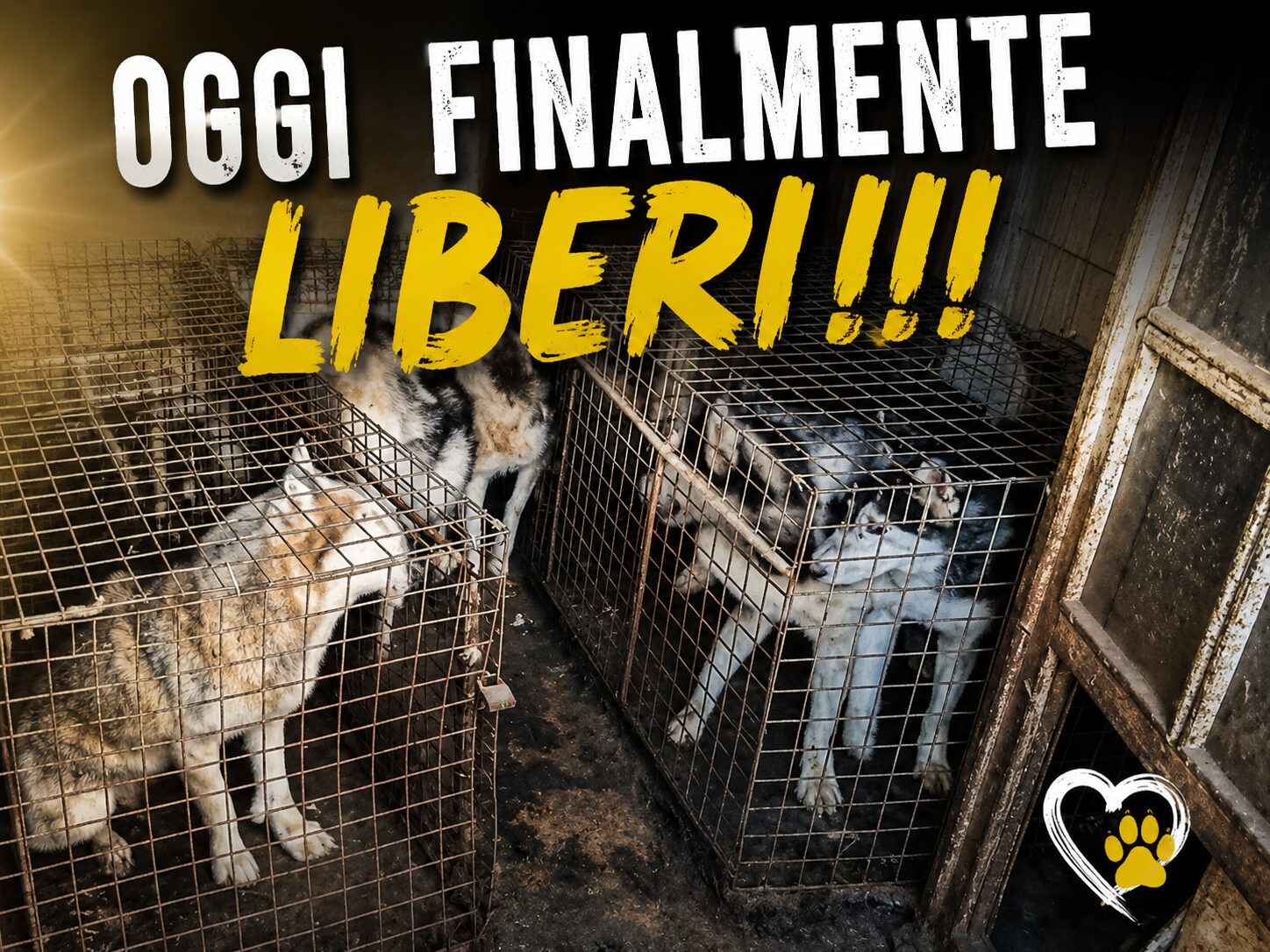 husky liberi