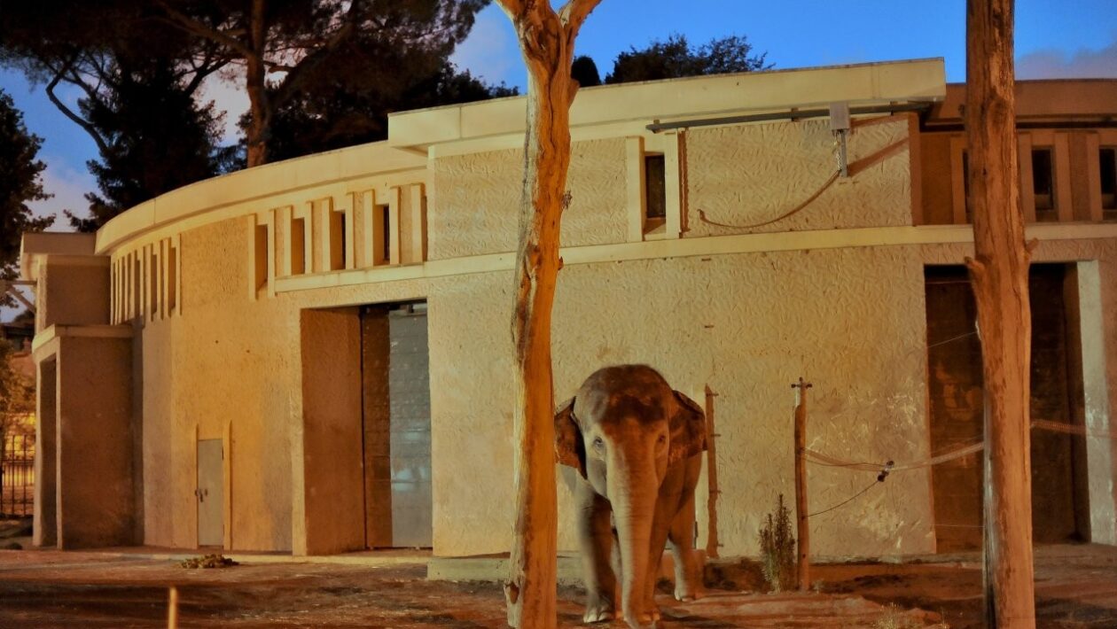 MDG 7269 alb pht1 ELEFANTE