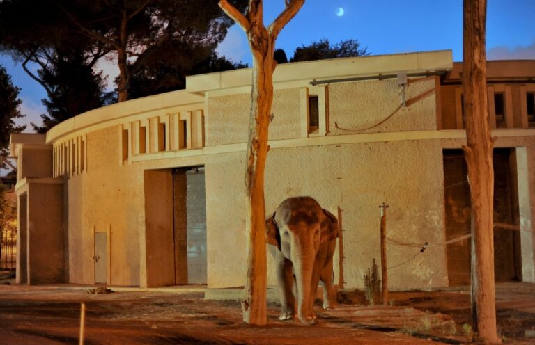 MDG_7269 alb pht1 ELEFANTE