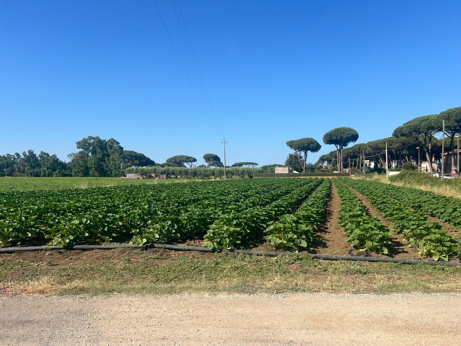 Tarquinia Lido - Riapre il mitico Chiosco di Orietta: sapori genuini con frutta e verdura a km zero (FOTO) 5 WhatsApp Image 2026 06 19 at 09.55.52 2