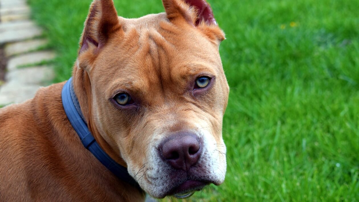 pittbull
