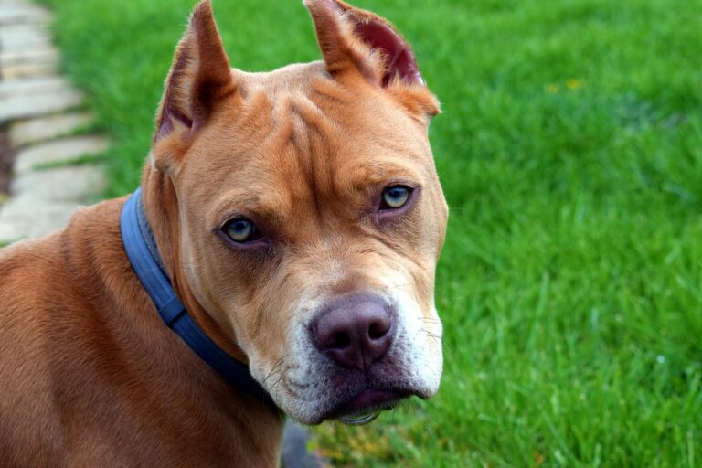 pittbull