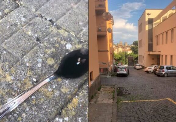 viterbo droga asilo