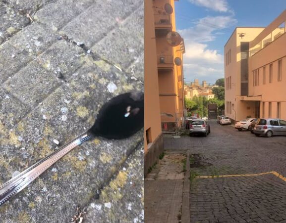 viterbo droga asilo