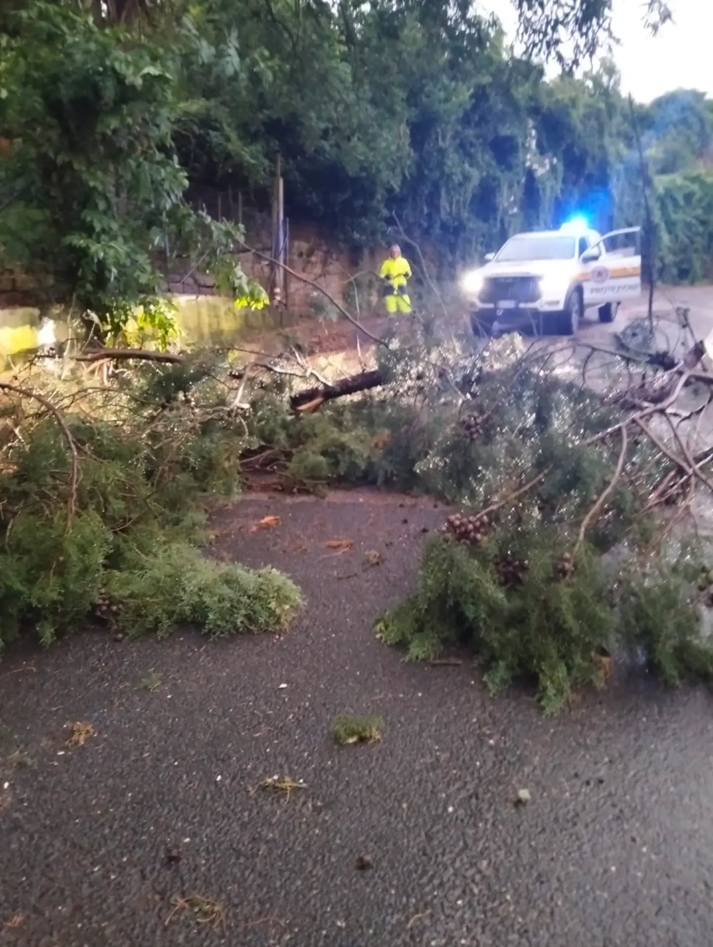Maltempo nella Tuscia, notte di pioggia e vento: alberi caduti, strade chiuse e interventi in diversi comuni (FOTO) 6 729080807 18166712926436459 6409084456118819365 n.webp