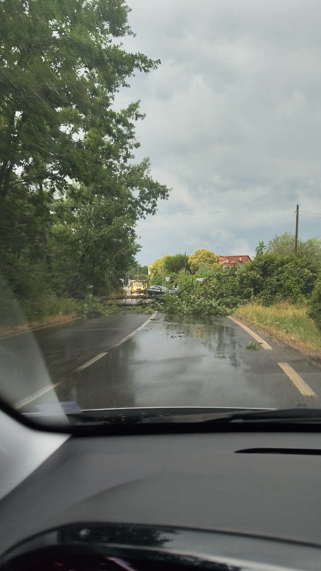 Maltempo nella Tuscia, notte di pioggia e vento: alberi caduti, strade chiuse e interventi in diversi comuni (FOTO) 3 735831928 1561986859192761 5532103549390103259 n