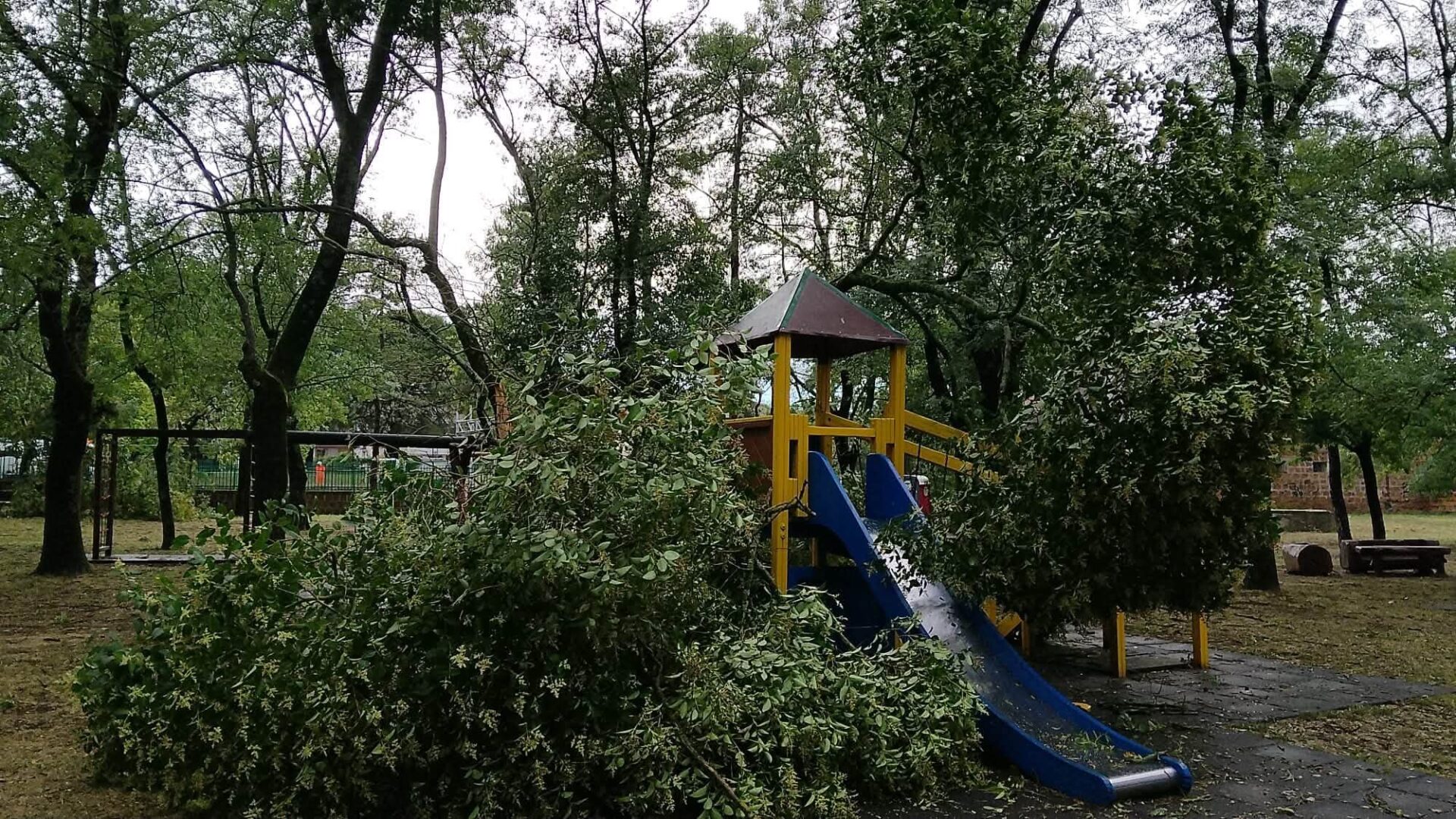 Maltempo nella Tuscia, notte di pioggia e vento: alberi caduti, strade chiuse e interventi in diversi comuni (FOTO) 2 737730413 1561986869192760 5652512425264236752 n scaled