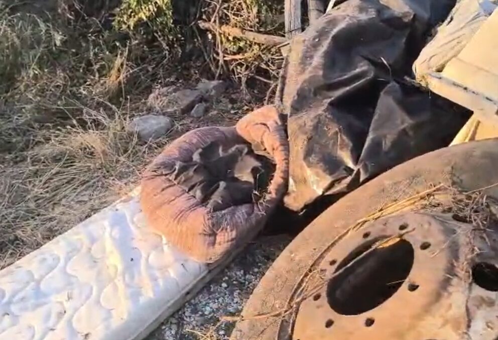 "Sembra un terremoto": gatti dispersi e cucce distrutte a strada Filante. Il dramma della colonia felina sepolta dai rifiuti (VIDEO) 11 Screenshot 2026 07 21 084659