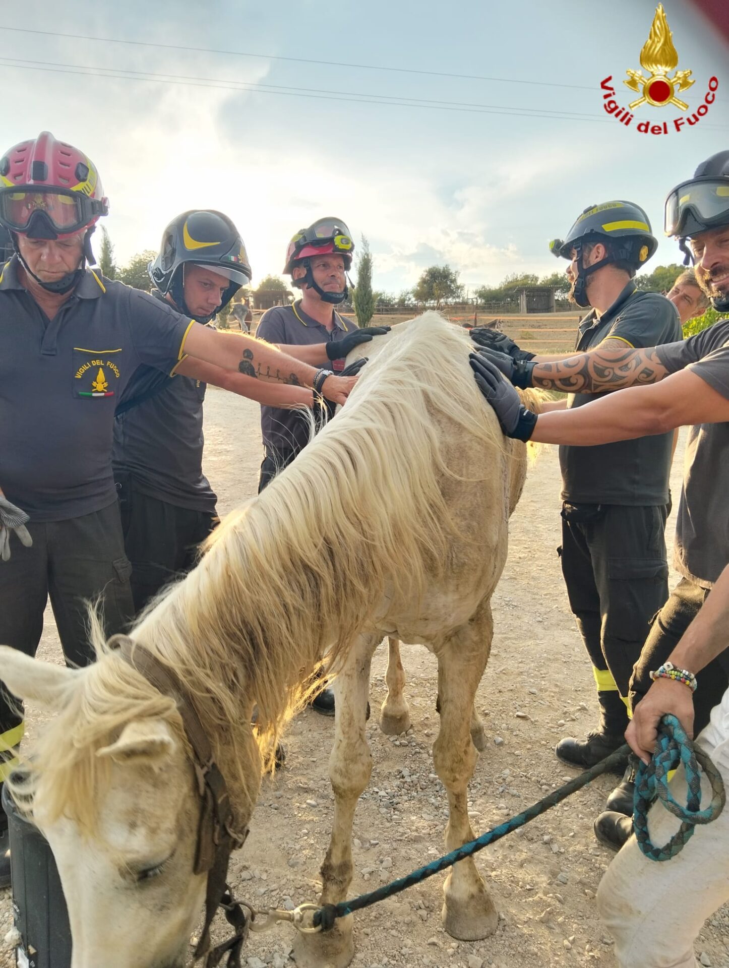 Civitavecchia - Cavallo anziano si accascia a terra: salvato dai Vigili del fuoco con una speciale imbracatura 2 WhatsApp Image 2026 07 01 at 17.24.46 scaled