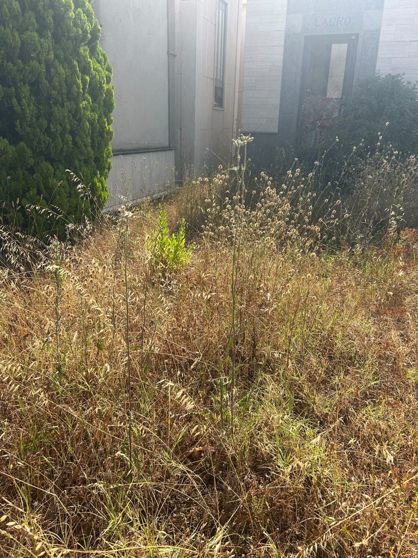Civitavecchia - "Un milione di euro a Csp per un cimitero nel degrado, stipendi per nullafacenti pagati con i soldi dei cittadini" 1 WhatsApp Image 2026 07 20 at 16.50.51
