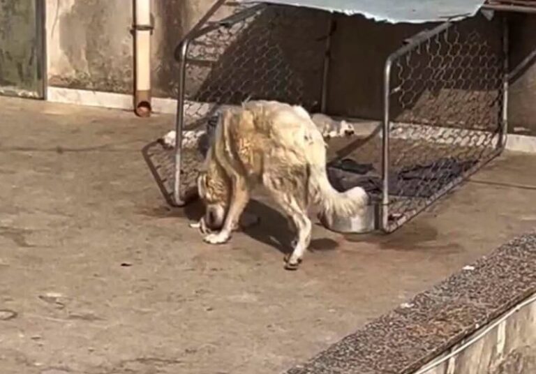 cani sicilia